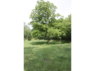 Property photo 23 - 419 +/- Acres offered in 6 Tracts, Land Auction